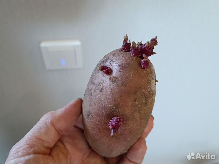 Семенной картофель