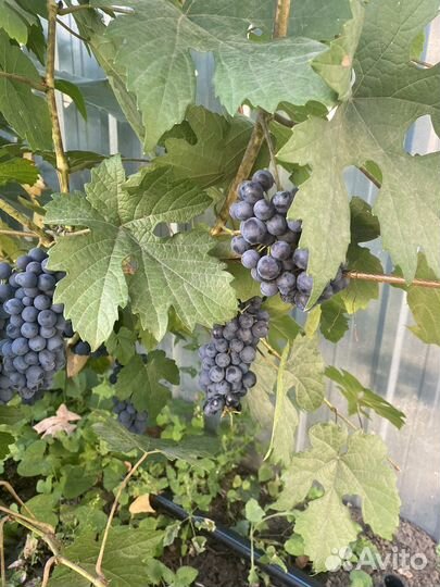 Саженцы винограда