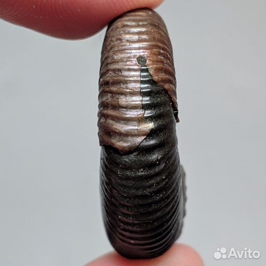 34 мм. Аммонит Acanthoplites. Россия