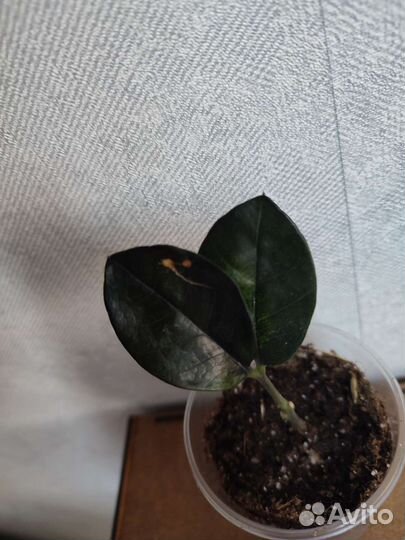 Замиокулькас черный Блек равен