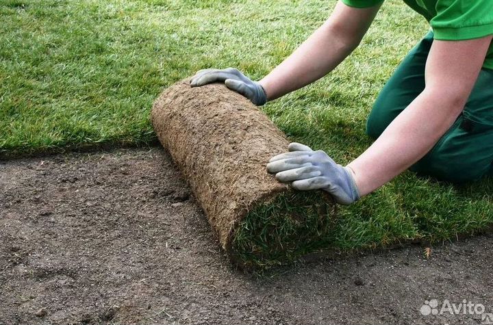 Газон рулонный