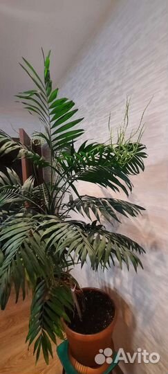 Пальма хамедорея