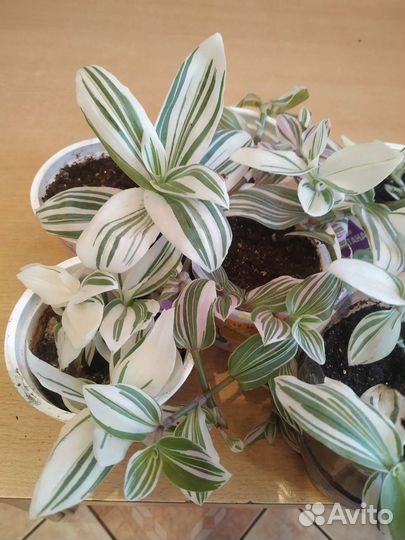 Традесканция, Антуриум, фиалка, Эписция,папоротник