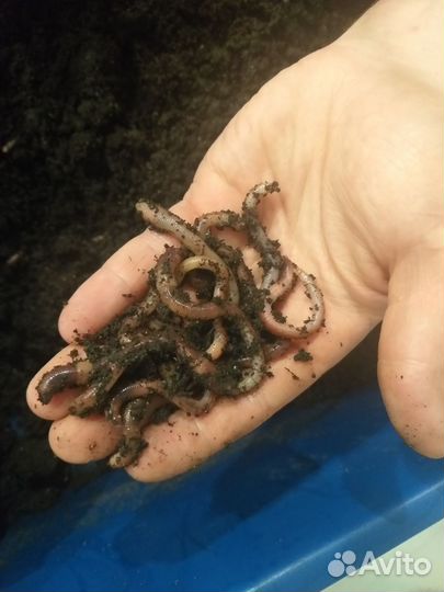 Черви дендробена