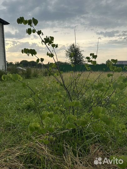 Церсис многоствольный 1,5м и 1м