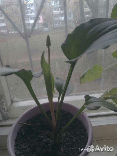 Дримиопсис, ирис шагающий