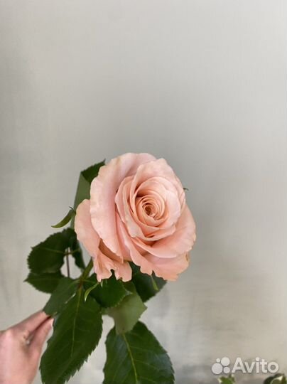 Роза Эквадор оптом