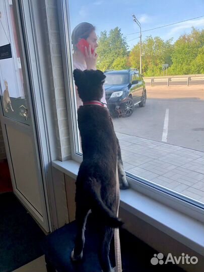 Щенок мальчик Барон 4 мес