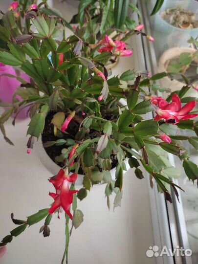 Декабрист шлюмбергера, в розовом цвете