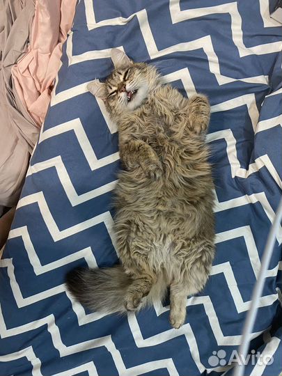 Отдам в добрые руки