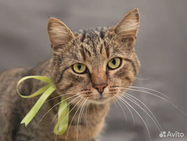 Кот в добрые руки