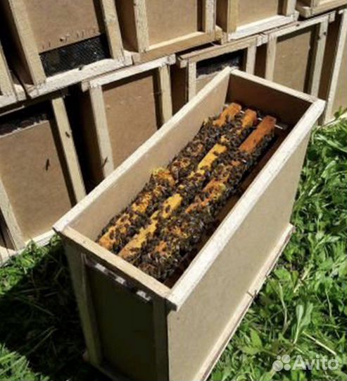 Продам пчелосемьи и пчелопакеты