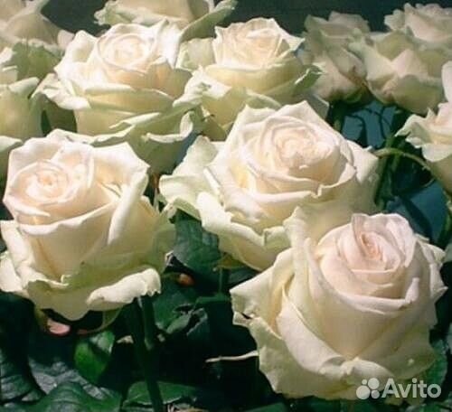 Розы саженцы