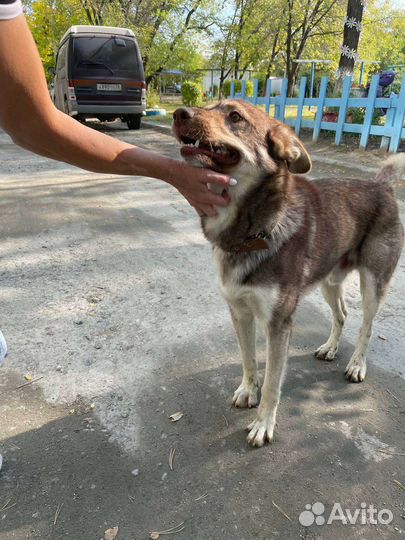 Собака ищет дом