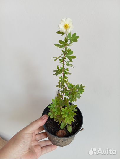 Лапчатка кустарниковая многолетняя