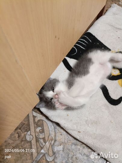 Котик маленький