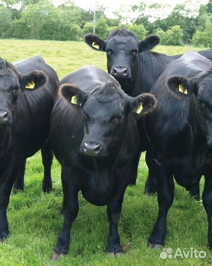 Коровы быки телки хряки вынужденный забой