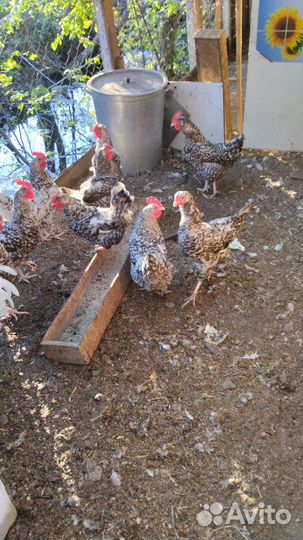 Петухи молодые породы Пушкинские