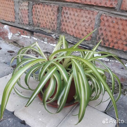 Хлорофитум кудрявый