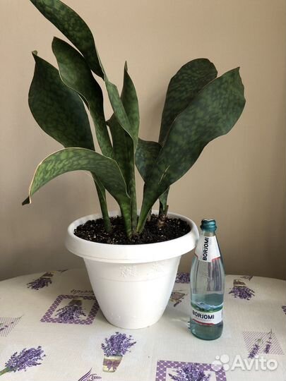 Сансевиерия массониана Виктория