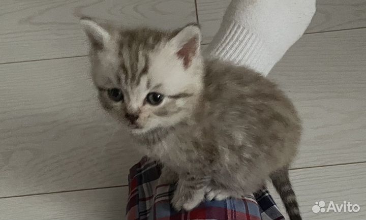 Шотландская прямоухая кошка