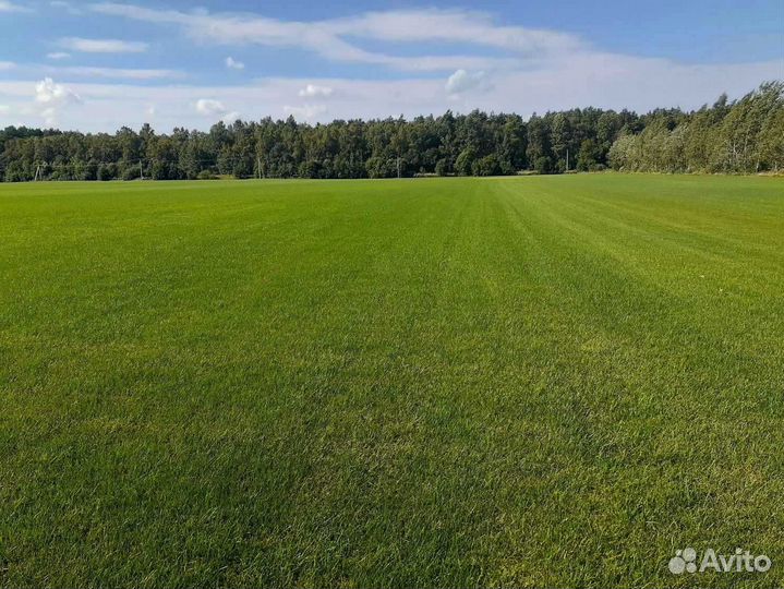 Рулонный газон /продажа/укладка