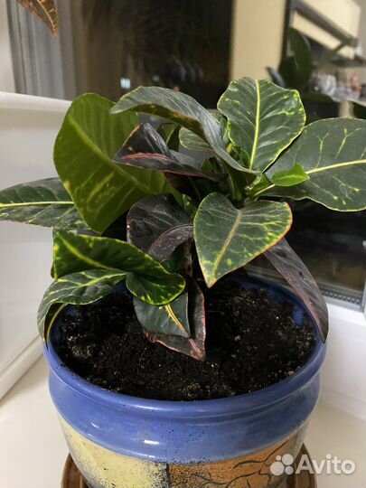 Кодиеум кротон