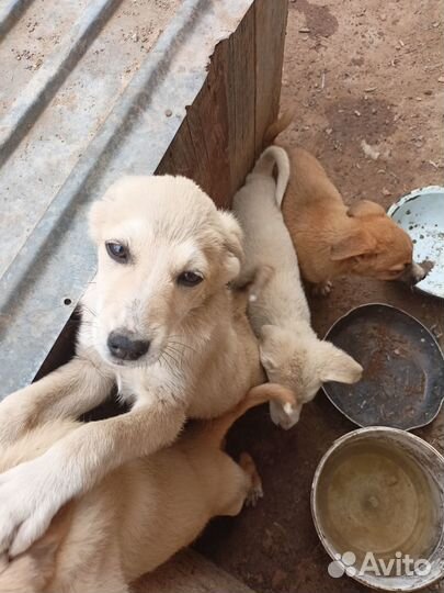 Отдам в добрые руки щенков беспородных - 4 месяца