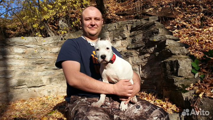 Курс дрессировки от эксперта кинолога гарантия