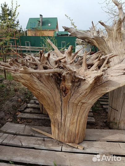 Корень дуба