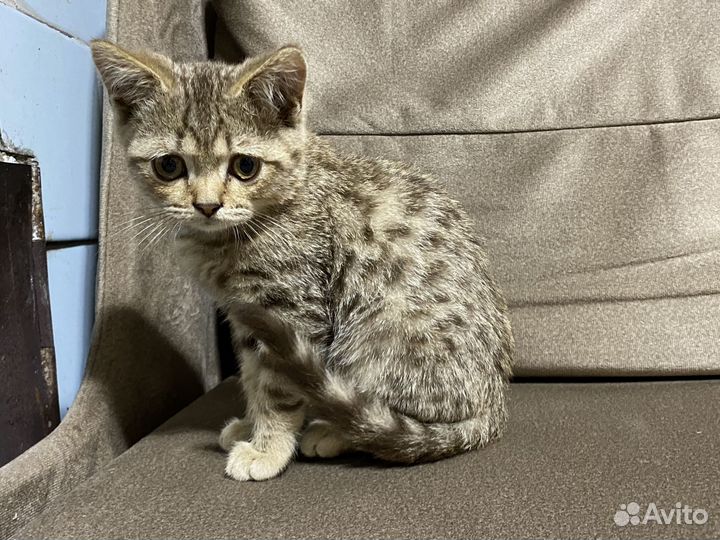 Британский котик