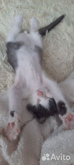 Котенок мальчик вдобрые руки