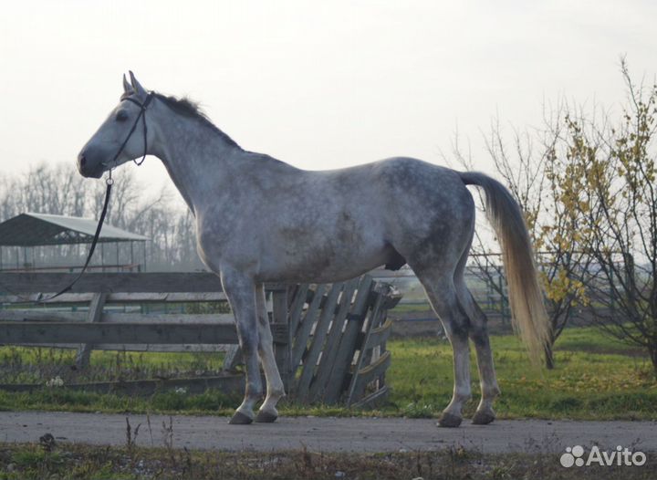 Жеребец Ганноверской породы