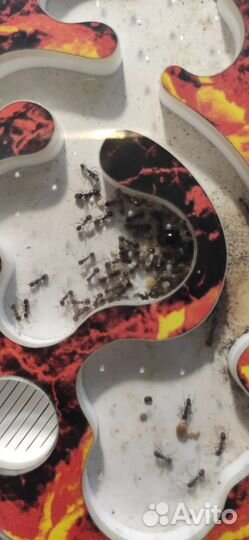 Муравьиная ферма с муравьями