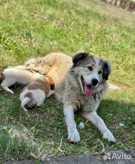 Ищем дом для замечательной Тори