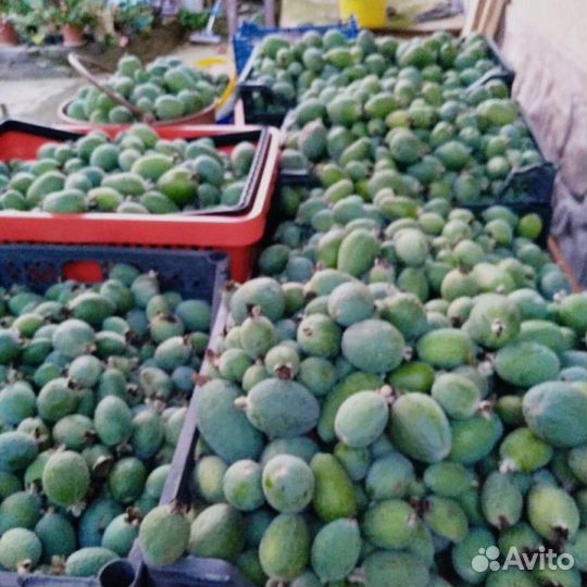 Фейхоа Абхазия свежий