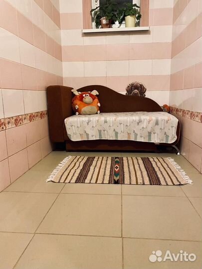 Загородный клубный отель для собак. 45 км от МКАД