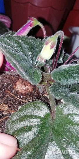 Минисиннингия Black Eruption