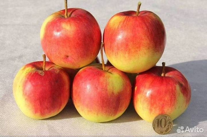 Саженцы яблони Успенское