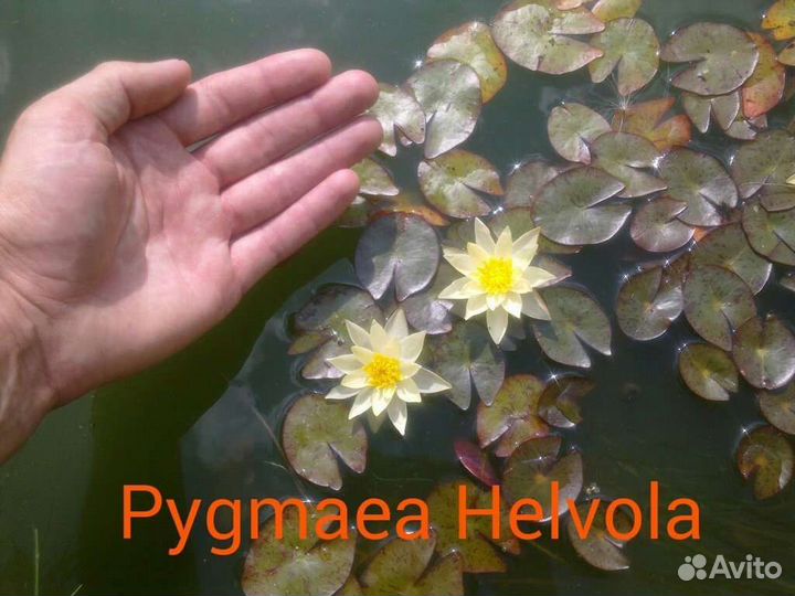 Самый карликовый сорт