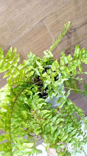 Папоротник Tiger fern