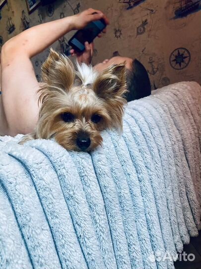 Йоркширский терьер мини девочка