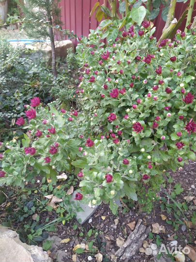 Хризантема