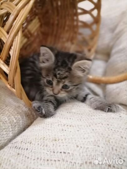 Отдам котенка