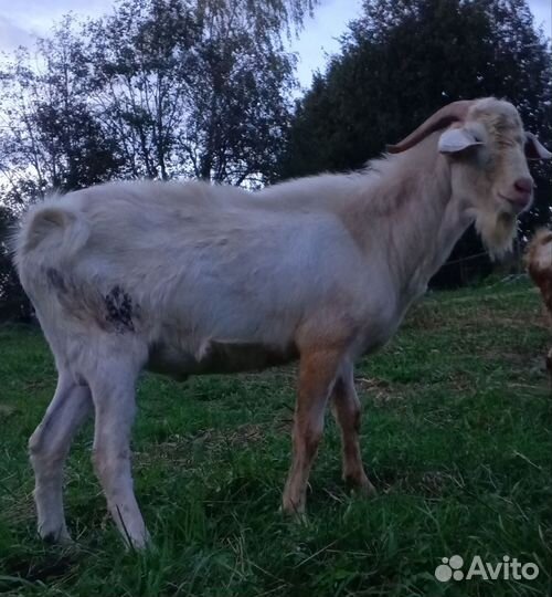 Ламанча и нубики