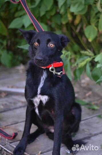 Собака Пеппи