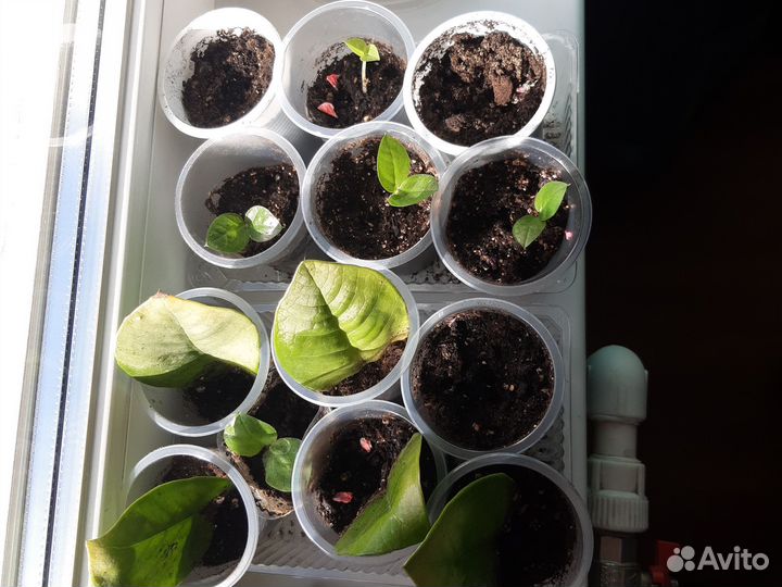 Замиокулькас