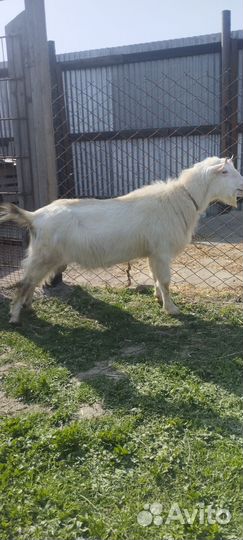 Козел Ламанча