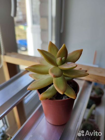 Седум очиток суккулент цветной