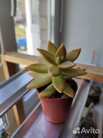 Седум очиток суккулент цветной